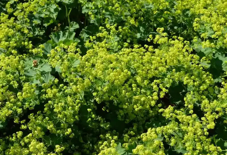 Alchemille mollis