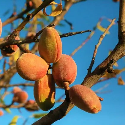 Fruit de l'amandier Princesse