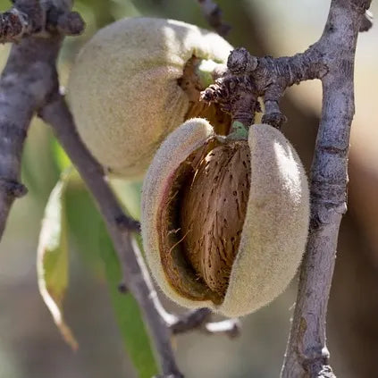 Fruit de l'amandier Texas