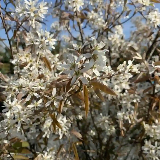 Amélanchier du Canada (Amelanchier Canadensis)