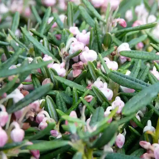 Andromède Blue Ice, fleurs rose tendre