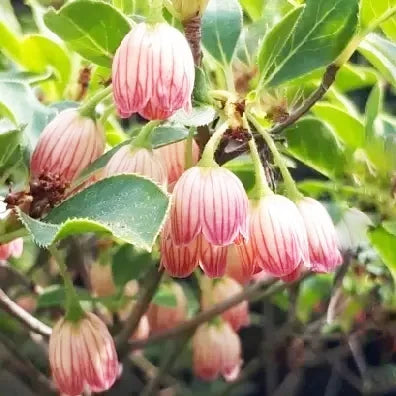 Andromède Campanulée (Enkianthus Campanulatus)