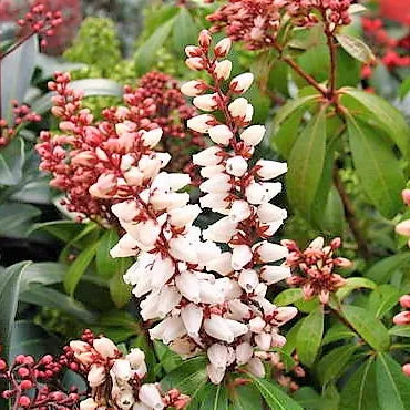 Andromède du japon (pieris) Bonfire