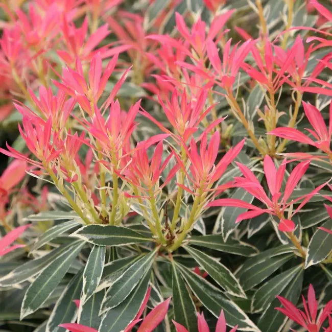 Andromede du japon (pieris) Flaming silver
