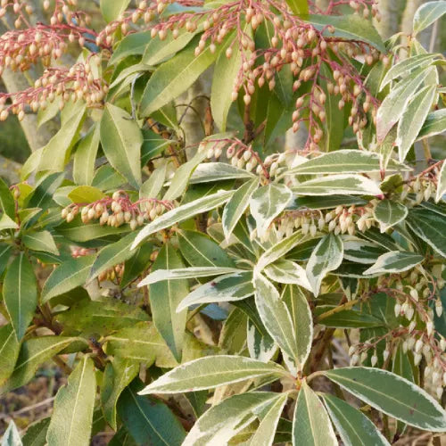 Andromède du japon (pieris) little heath variegata