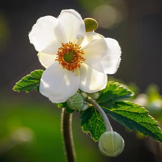 Fleur blanche de l'anémone Honorine Jobert