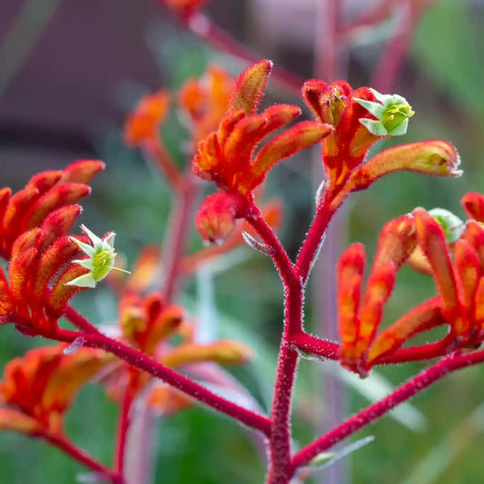 Patte de kangourou Everlasting Red® (Anigozanthos Everlasting Red®)