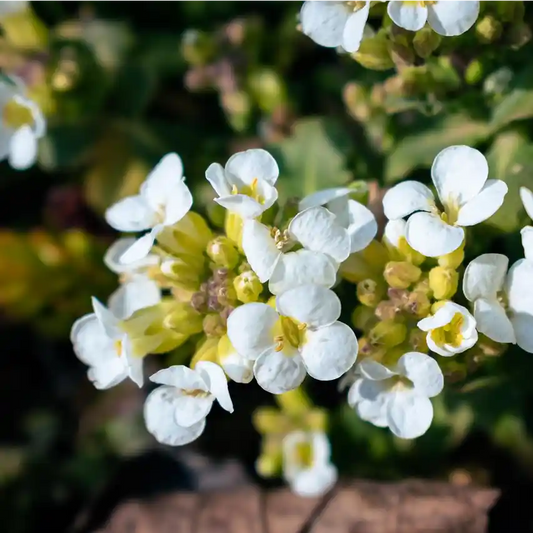 Petits fleurs blanches de l'arabis Snow Cap