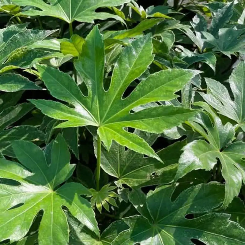 Aralia du Japon (Fatsia japonica)