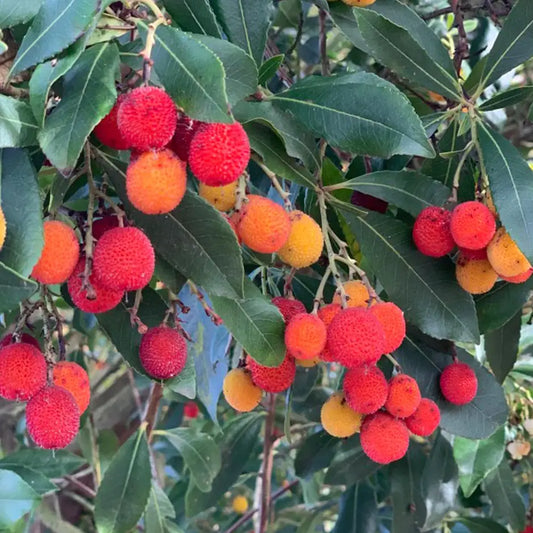 Arbousier Rubra - Arbre à fraises (Arbutus Rubra)