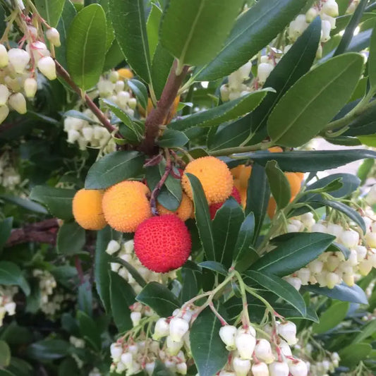 Arbousier Compact - Arbre à fraises (Arbutus Unedo Compacta)