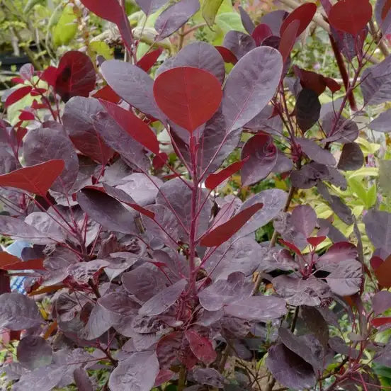 Arbre à perruques ‘Lilla®’ (Cotinus coggygria ‘Lilla®’)