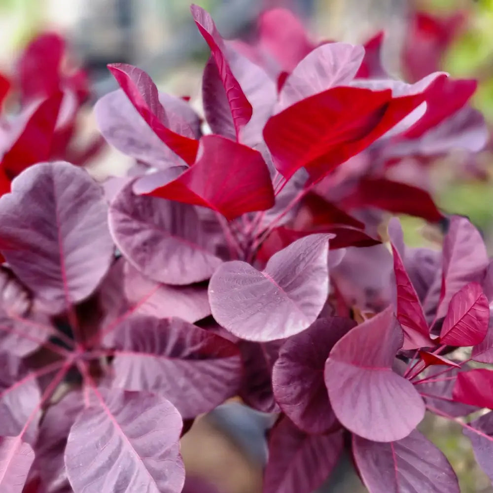 Arbre à perruques ‘Royal Purple’ (Cotinus coggygria ‘Royal Purple’)