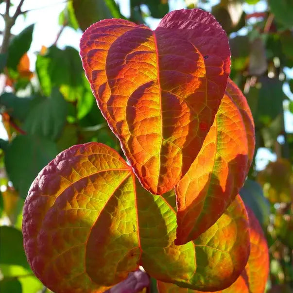 Arbre au caramel (Cercidiphyllum japonicum)