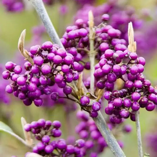 Arbre aux bonbons bodinieri Profusion (callicarpa bodinieri Profusion)