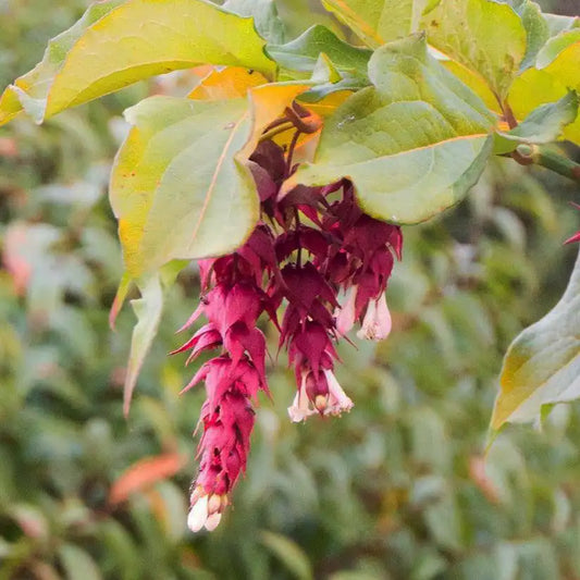 Arbre aux faisans 'Golden Lanterns' (Leycesteria formosa 'Golden Lanterns')
