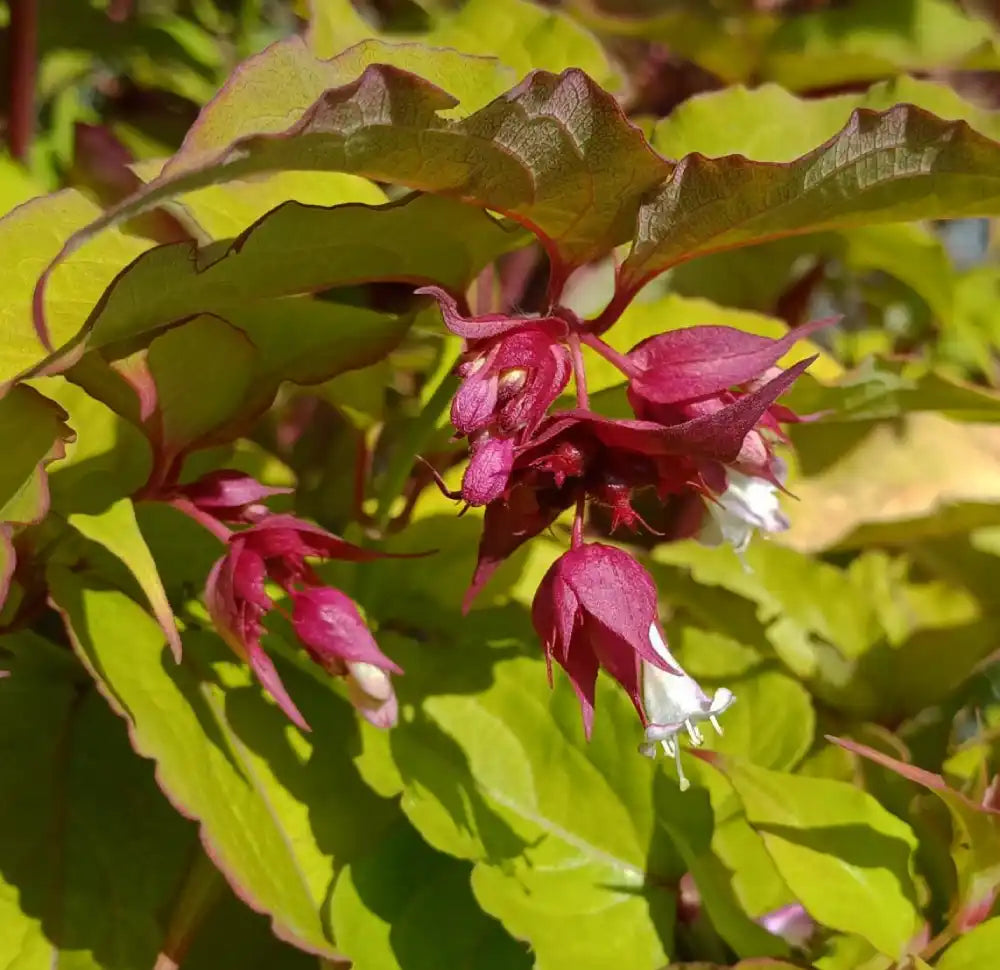 Arbre aux faisans (Leycesteria formosa) en fleurs