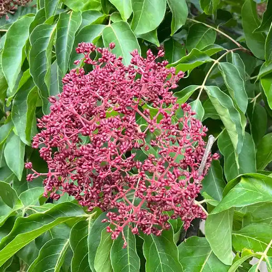 Arbre à miel (Tetradium dianellii)