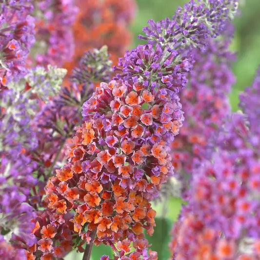 Arbre à papillons (Buddleja Weyeriana Flower Power)