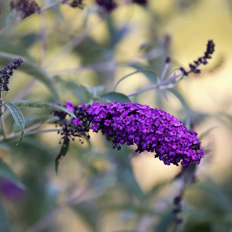 Arbre à papillons violet foncé (Black Night)