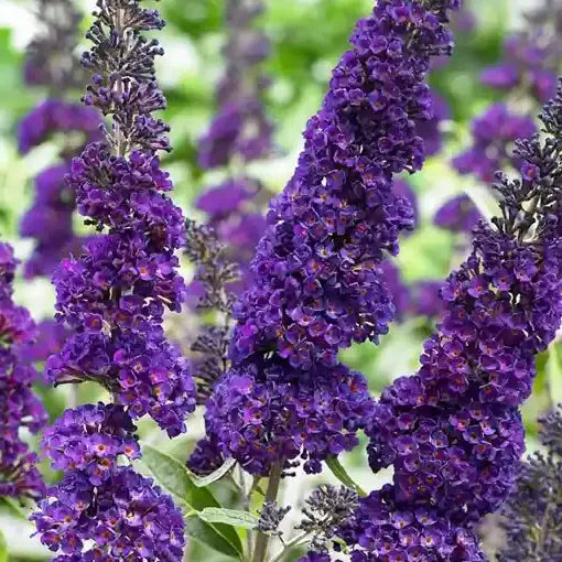 Arbre à papillons Black knight (Buddleja Davidii Black knight)