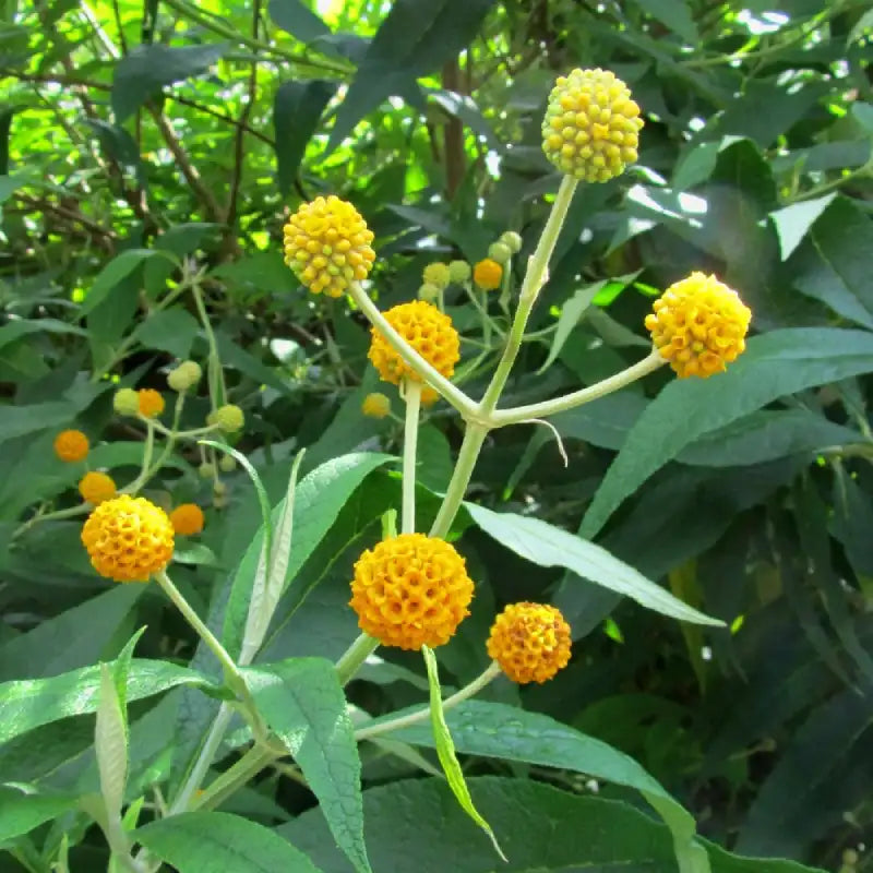 Arbre à papillons (Buddleja Davidii Globosa) et ses pompons jaunes