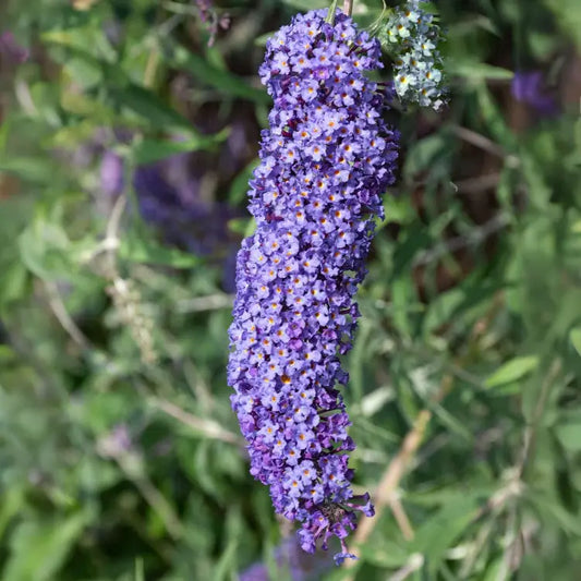 Arbre à papillons Nain Bleu (Buddleja Davidii Nanho Blue)
