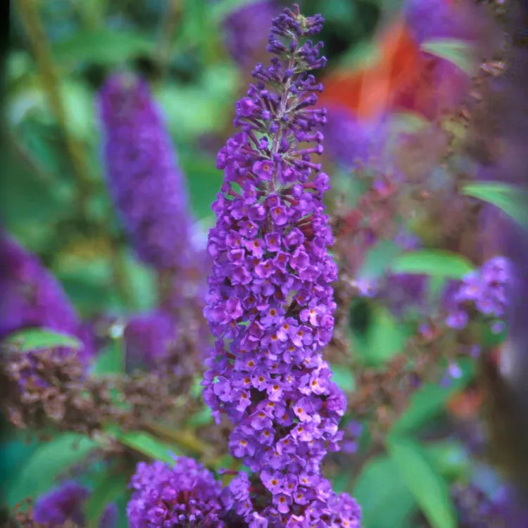 Arbre à papillons nain violet (Buddleja Davidii Nanho Purple)