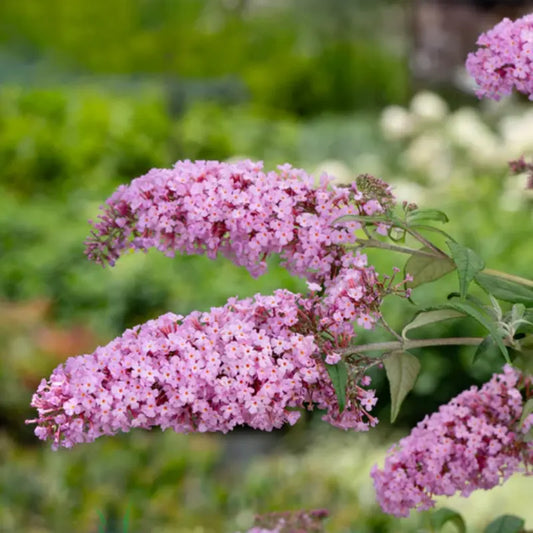 Arbre à papillons Pink Delight (Buddleja Davidii Pink Delight)