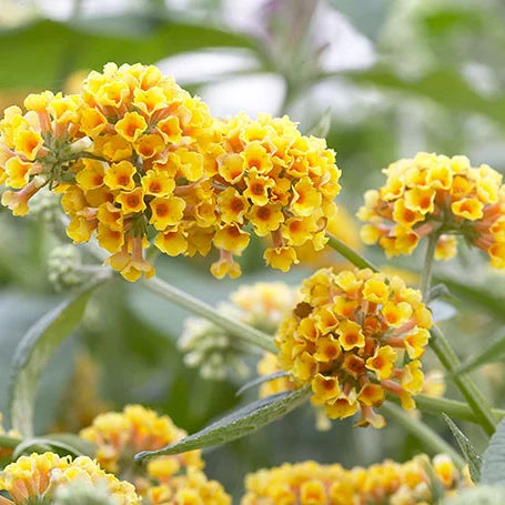 Arbre à papillons Sungold (Buddleja Weyeriana Sungold) en fleurs