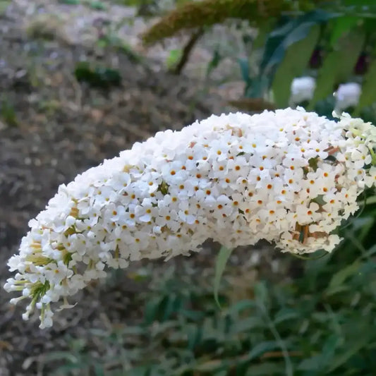 Arbre à papillons (Buddleja Davidii White Profusion)