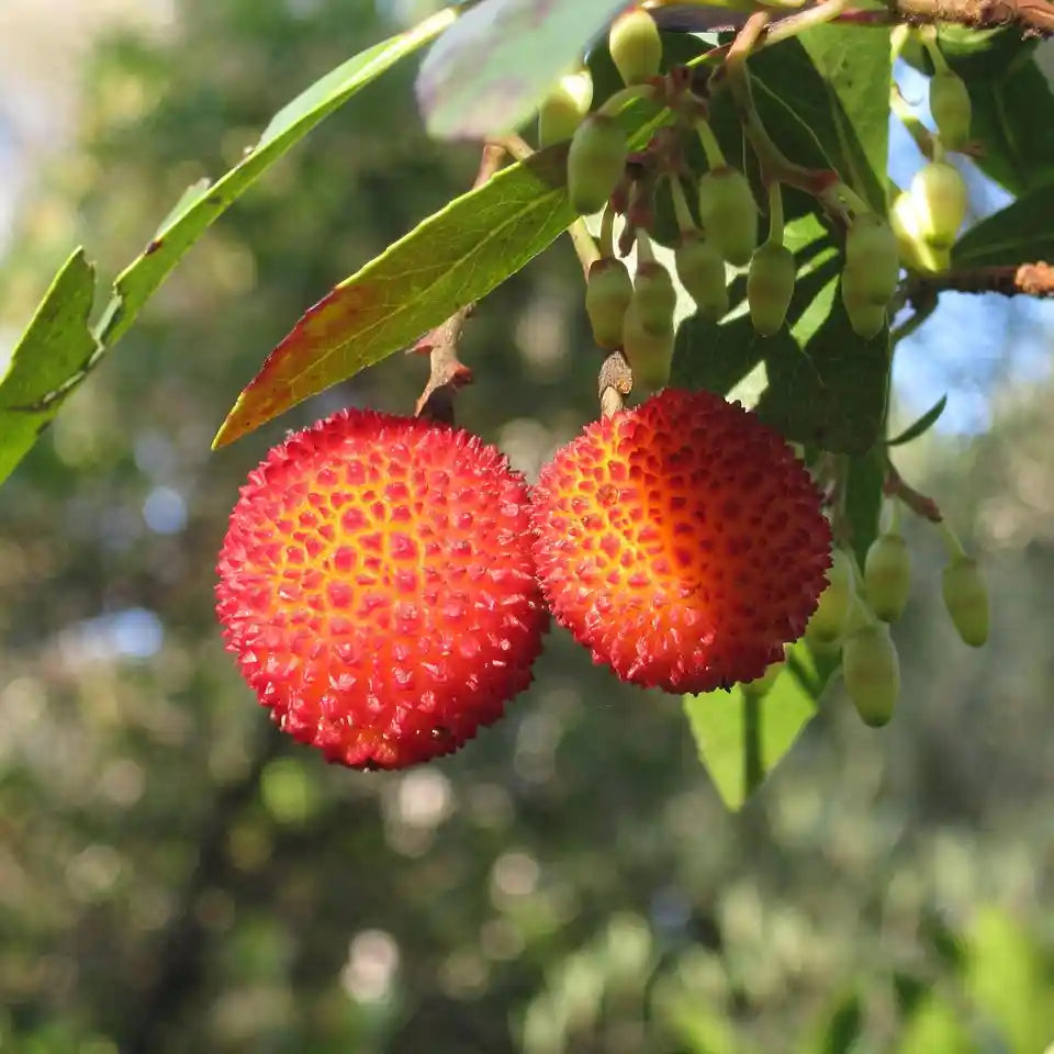 Fruits de l'arbousier (arbutus unedo)