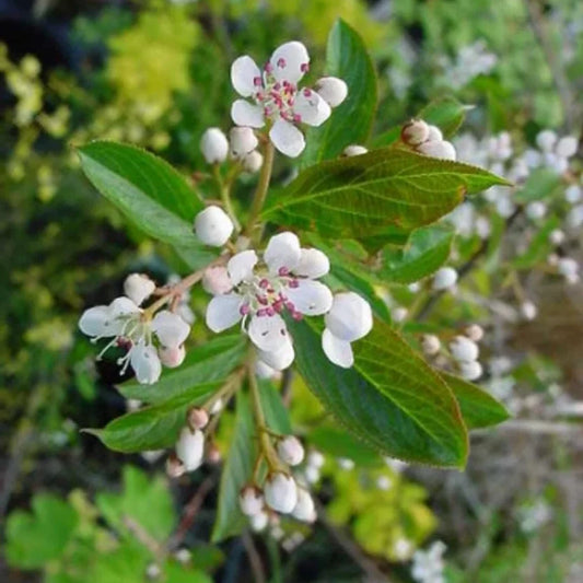Aronie Arbustifolia Brillant (aronia arbustifolia brillant)