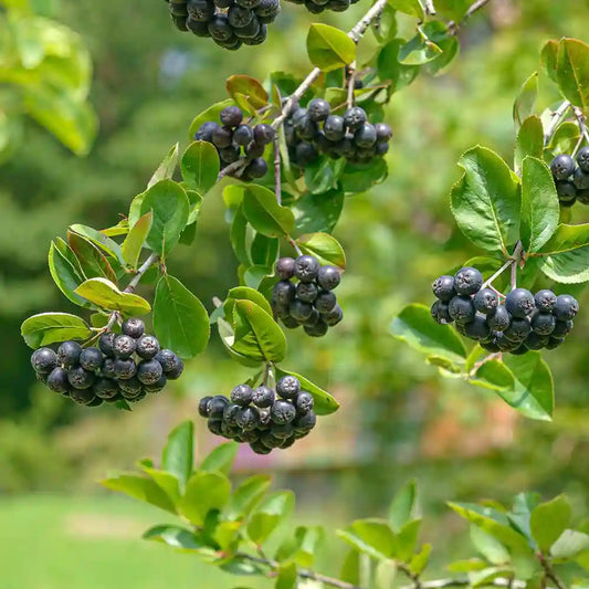 Aronie Viking (aronia prunifolia viking)