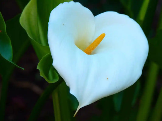 Fleur blanche d'arum