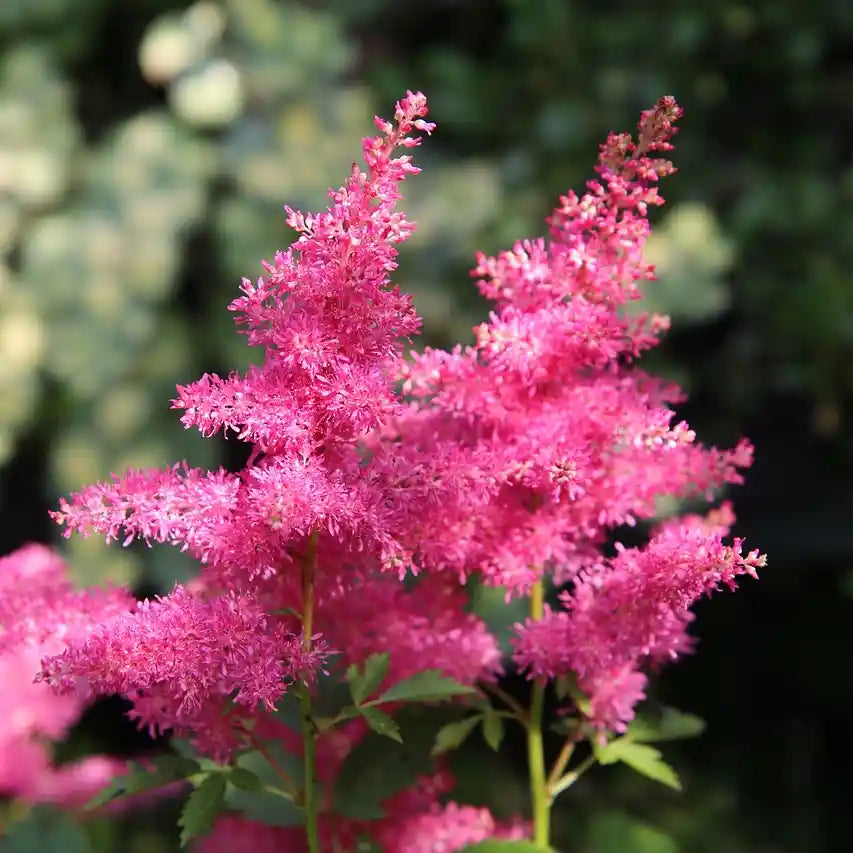 Fleur paniculée rose de l'astilbe Rose Red and Shades