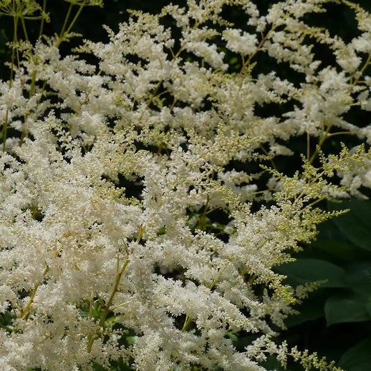 Fleur paniculée blanche de l'astilbe Astary White
