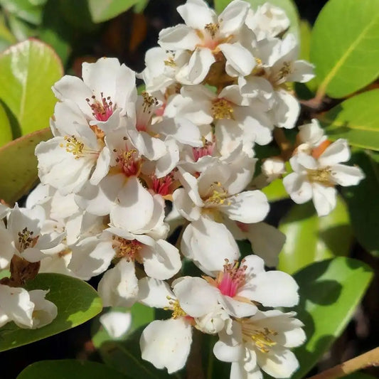 Aubépine des Indes à ombelles (Rhaphiolepis umbellata ovata)