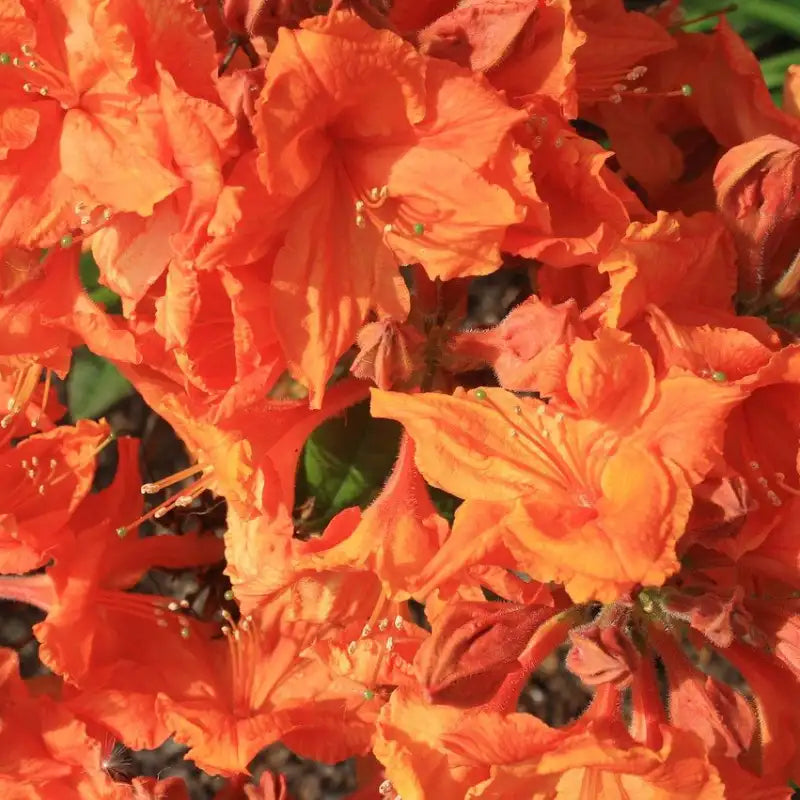 Azalée de Chine Balzac orange