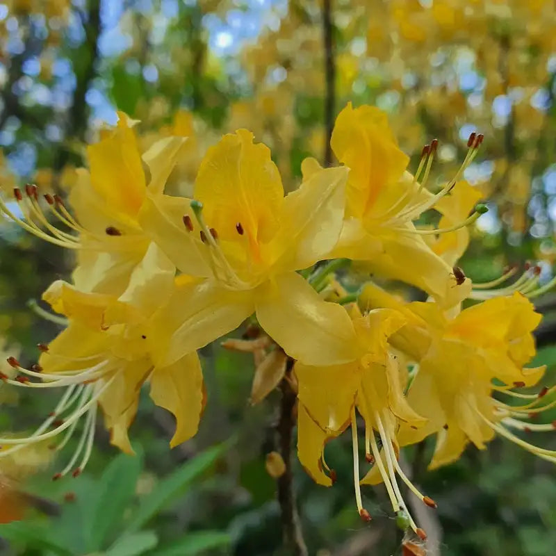 Azalée de Chine Harvest moon jaune