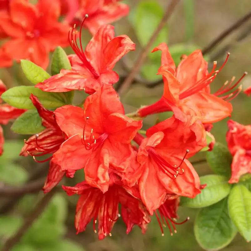 Azalée de Chine Hotspr red rouge orangé