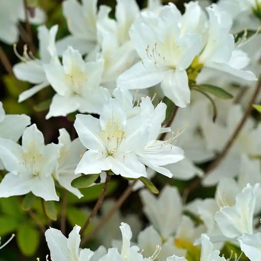 Azalée du Japon White lady blanc