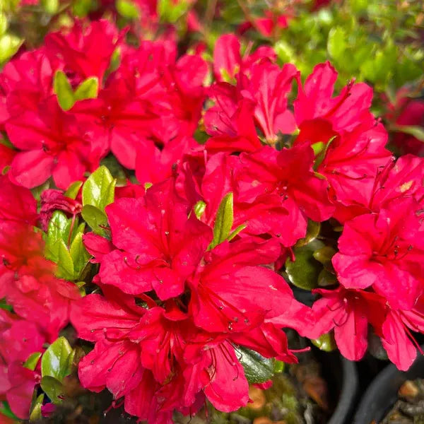 Azalée du Japon rouge Hino Crimson