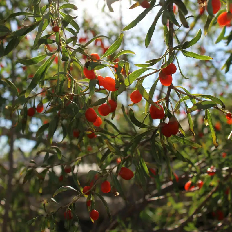 Baie de Goji "Gojidelys" (Lycium barbarum)