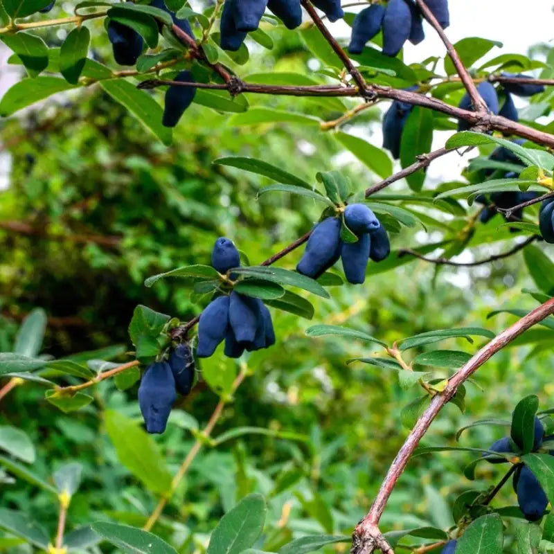 Baie de mai "Fruity Berry" (camerisier)