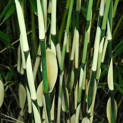 Bambou Fargesia Pingwu