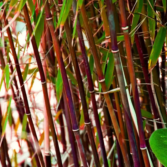 Bambou fargesia asian wonder