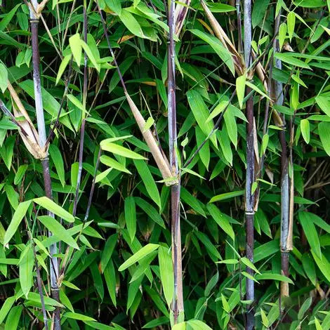 Bambou Fargesia Black Dragon