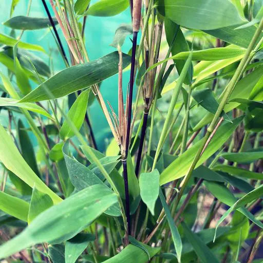 Bambou Fargesia Nitida Gansu