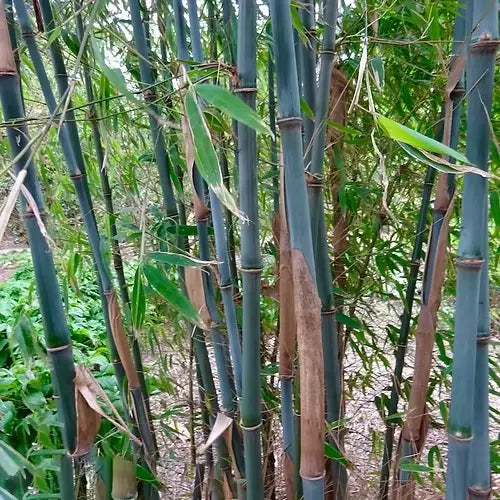 Bambou Fargesia Papyrifera